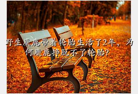 野生麋鹿带着轮胎生活了2年,为何麋鹿挣脱不了轮胎?