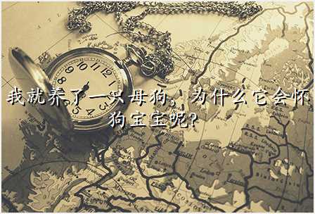 我就养了一只母狗,为什么它会怀狗宝宝呢?