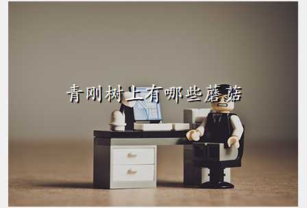 青刚树上有哪些蘑菇
